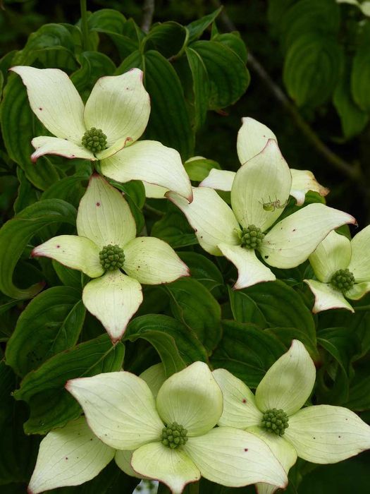 Dereń kousa China Girl Satomi Beni Fuji Teutonia Weiting Select CORNUS
