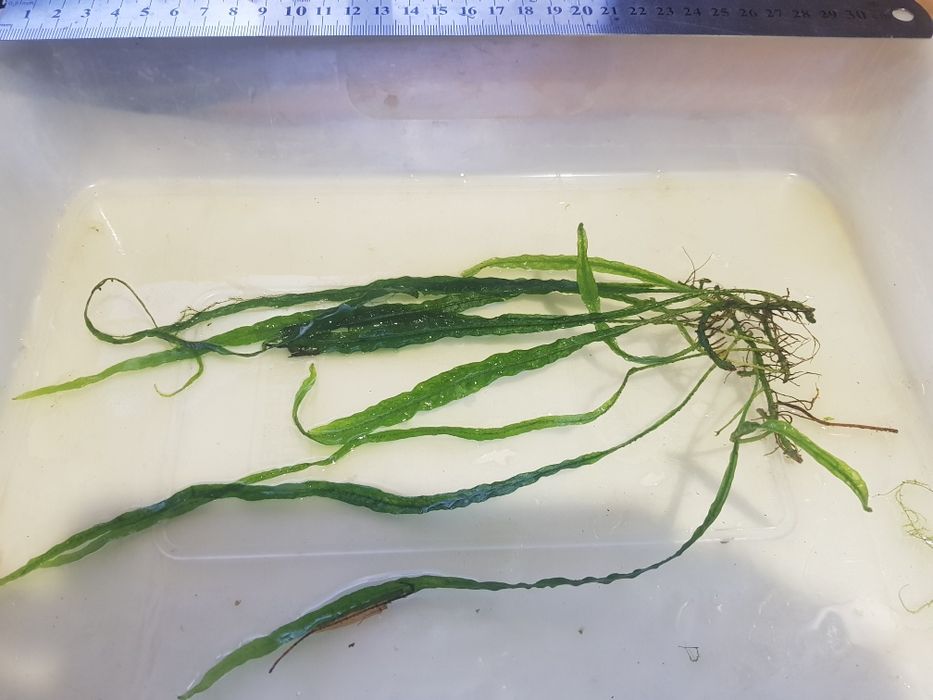 Продам  акваріумні рослини