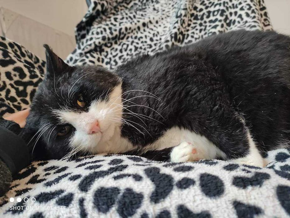 Starszy kot z białaczką szuka domu