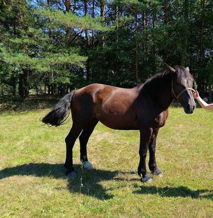 Młoda kara klacz zimnokrwista – 3-latka, spokojna, chodzi na pastuchu