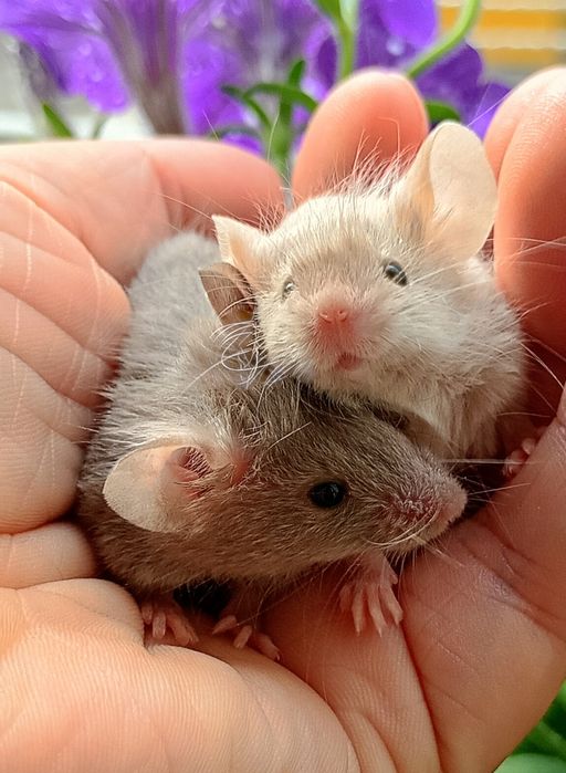 Myszy SMMICE DŁUGOWŁOSE rasowe myszki