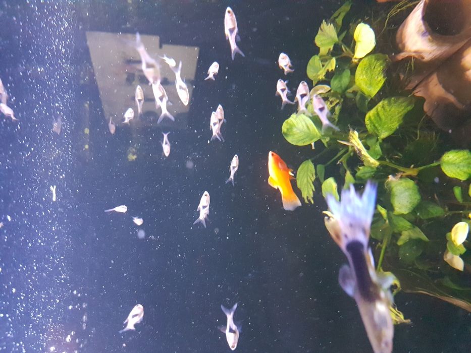 Razbora klinowa ok 2cm