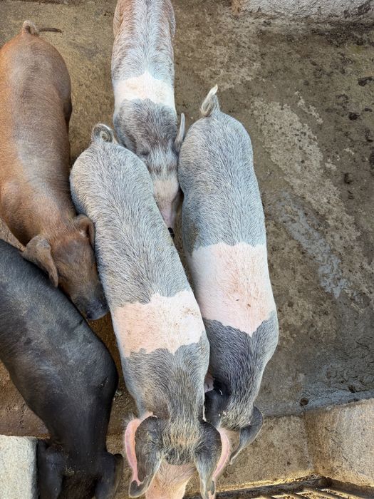 Vendo leitões Bísaro x Duroc