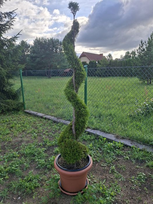 Tuje formowane różne