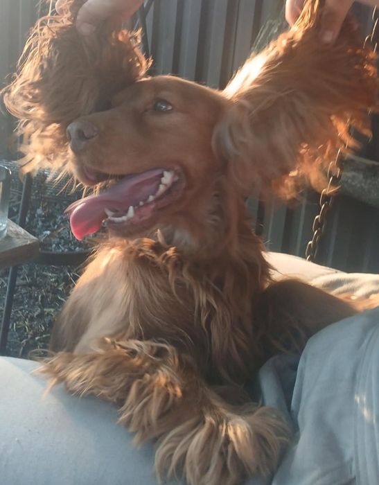 Suczka cocker spaniel ruda szczeniak