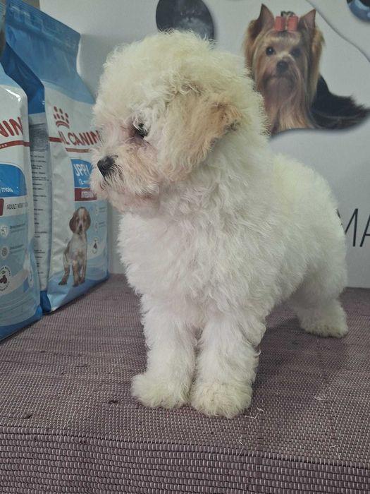Cachorro caniche/Poodle Toy Branco TOP