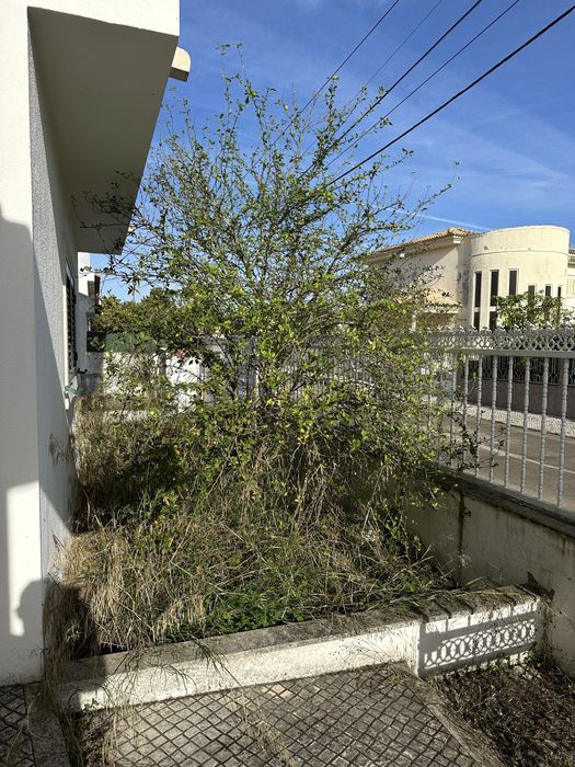 Serviço de Jardinagem, Desmatação e Limpeza de Terrenos