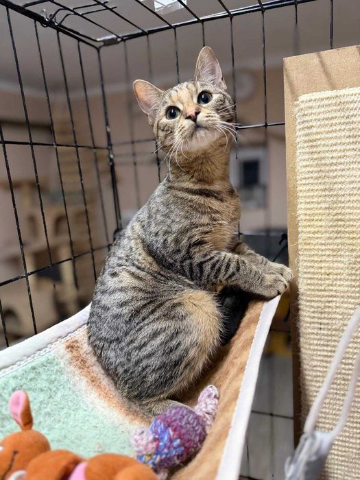 Śliczna Linka do adopcji