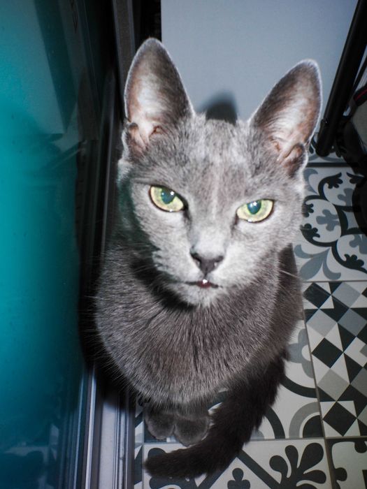 Zestaw Aparat Olympus PEN E-PL1 3025zdj Risespray 25mm F1.8 Akcesoria!