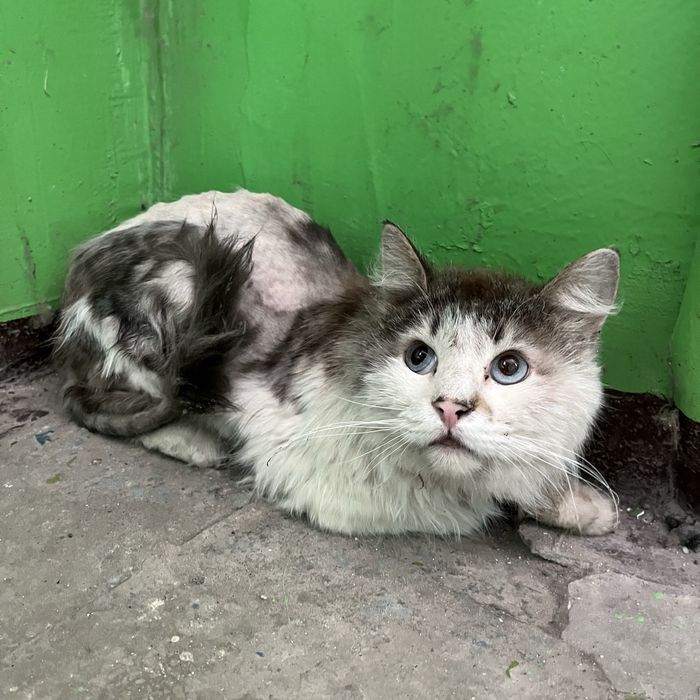 Найден кот, кот в добрые руки