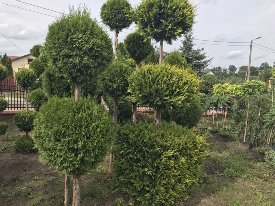 Tuja formowana BONSAI wysokość 150-300cm.