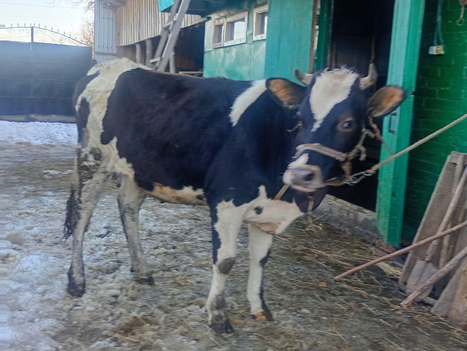 Продам  тільну телицю