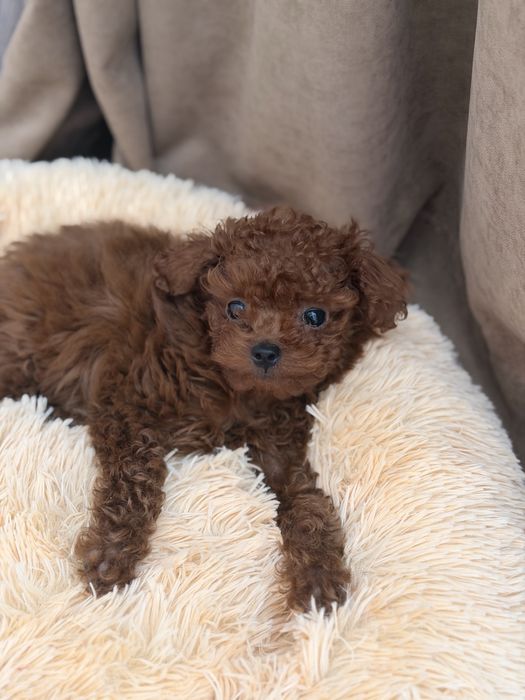 Той-пудель тікап (мікро) китай