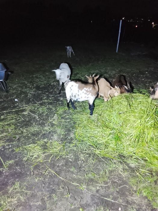 Cabritos e cabras anas