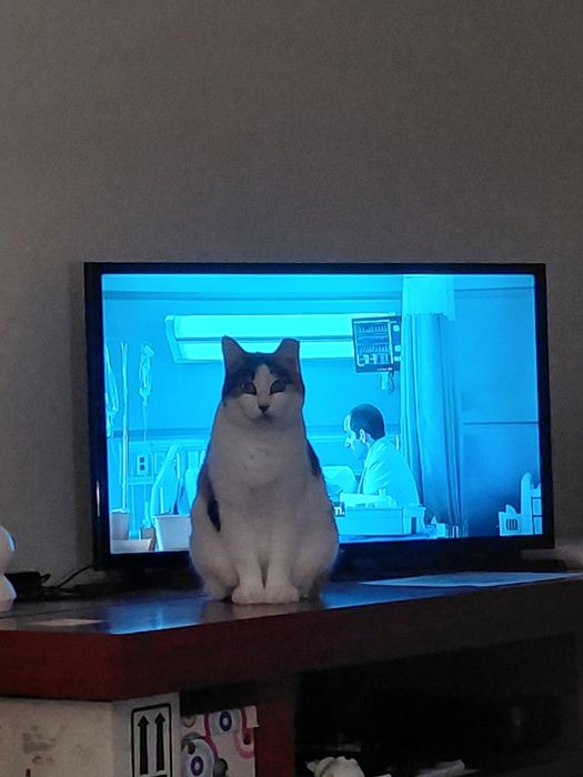 Sally- gatinha muito muito meiga para adoção