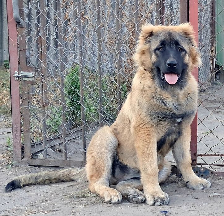 Щенок кавказской овчарки