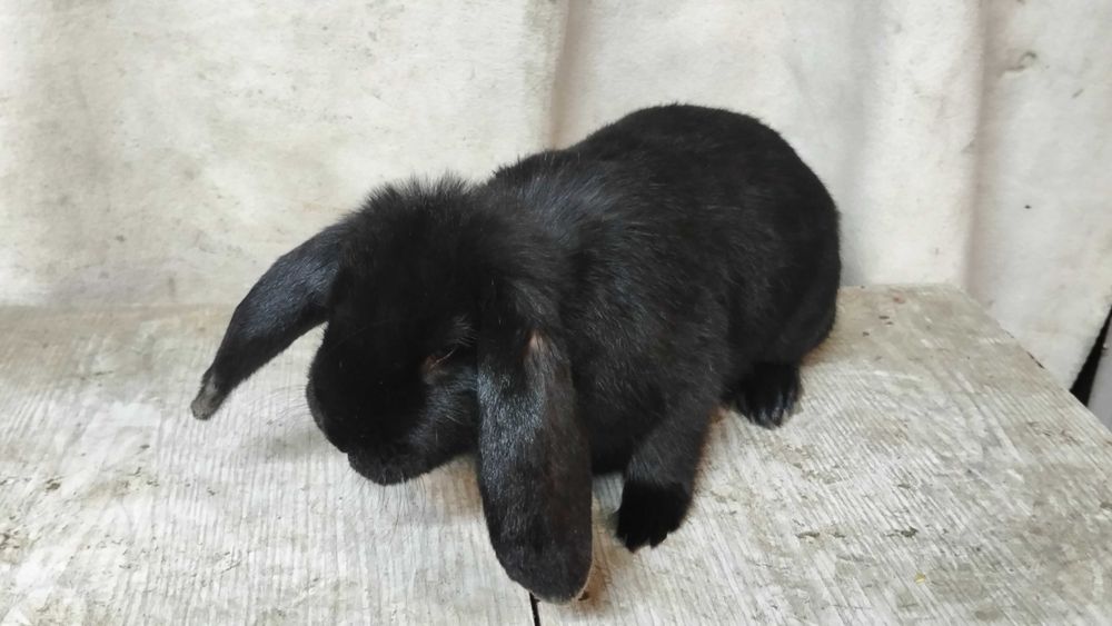 Króliki samice i samce