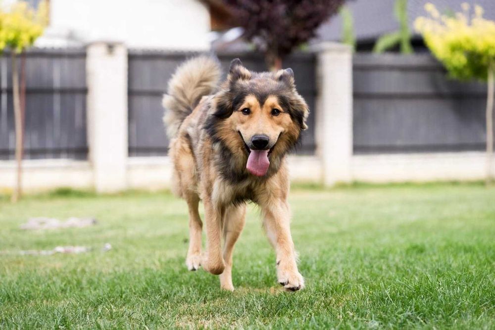 Aleksander 2 lata piękny pies w typie owczarka do adopcji