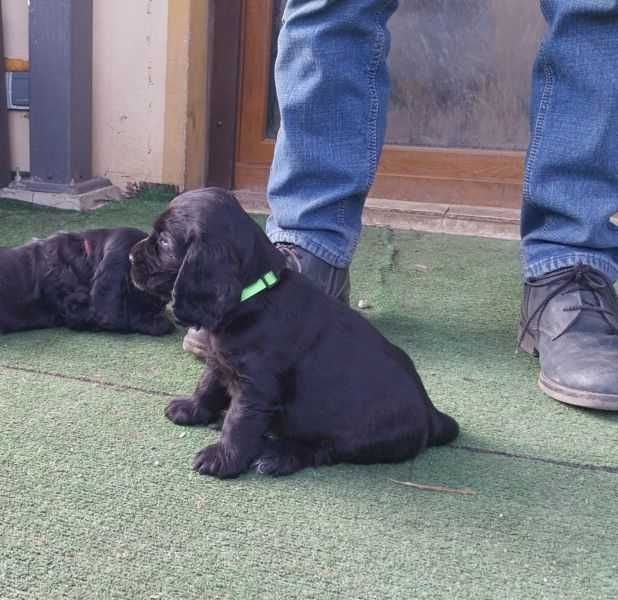 Cocker Spaniel Angielski  Czarna suczka RODOWÓD ZKwP (FCI)