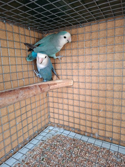 Lindo Casal de Agapornis Roseicollis 2025