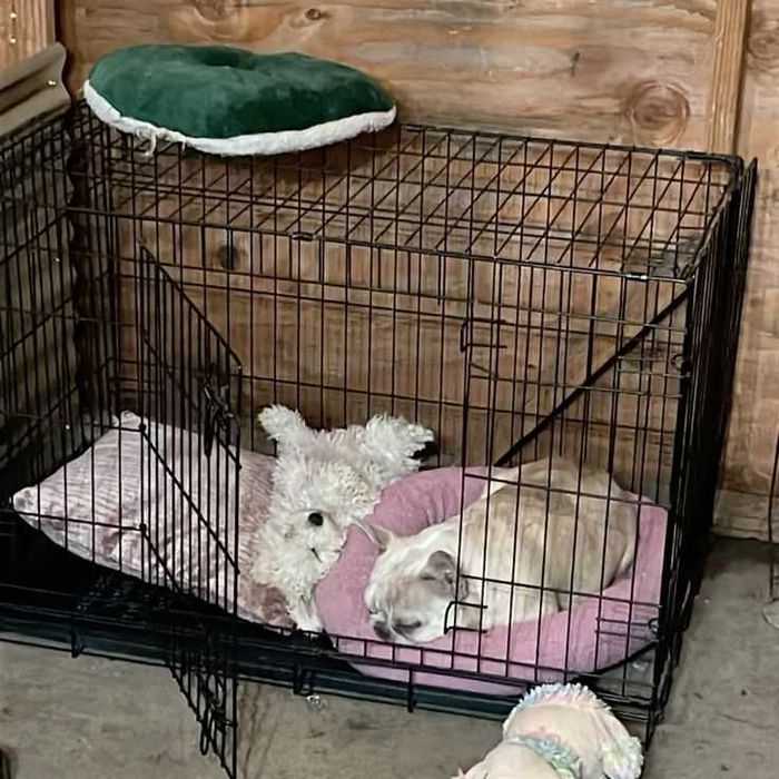 Переноска Польша клітка клетка для собак кошек x/s, S, M, L, XL, XXL