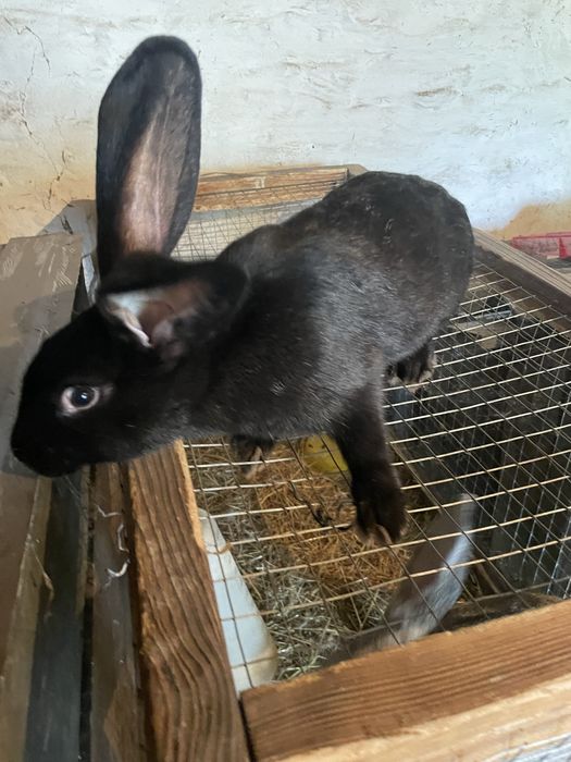 Продам кроликів