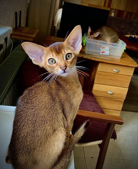 Абиссинский котик