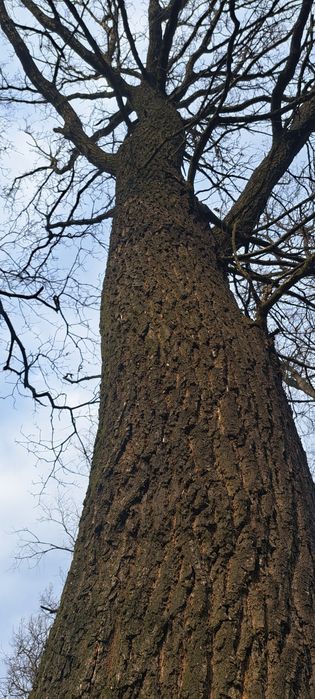 Dąb do ścięcia. Wysokość okolo 10m