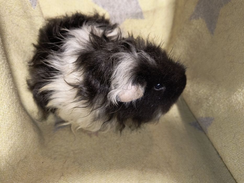 Морські свинки різних порід з домашнього розплідника