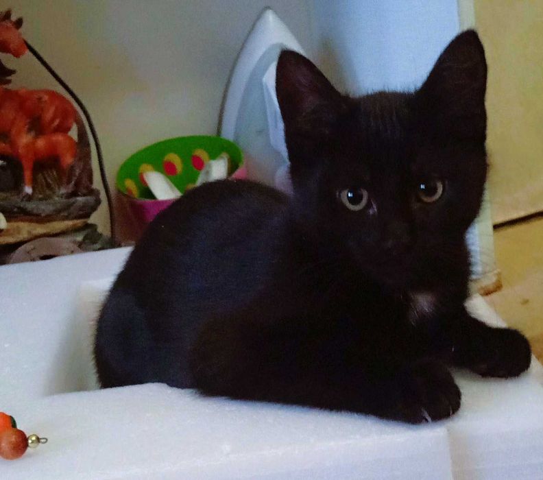 Котёнок в добрые руки