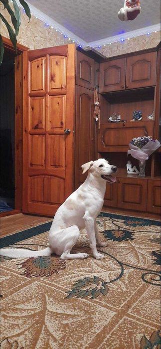 Пес Персик шукає дім