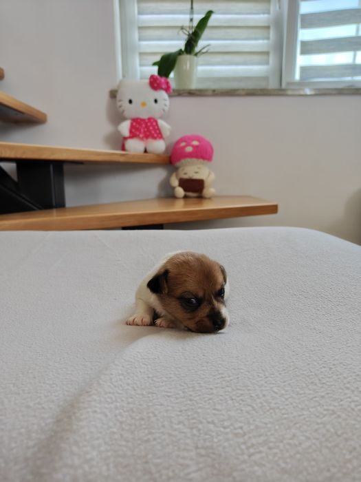 Jack Russell Terrier suczka