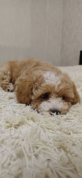 Карамельний Мальтіпу — Плюшевий ведмедик у вашому домі!