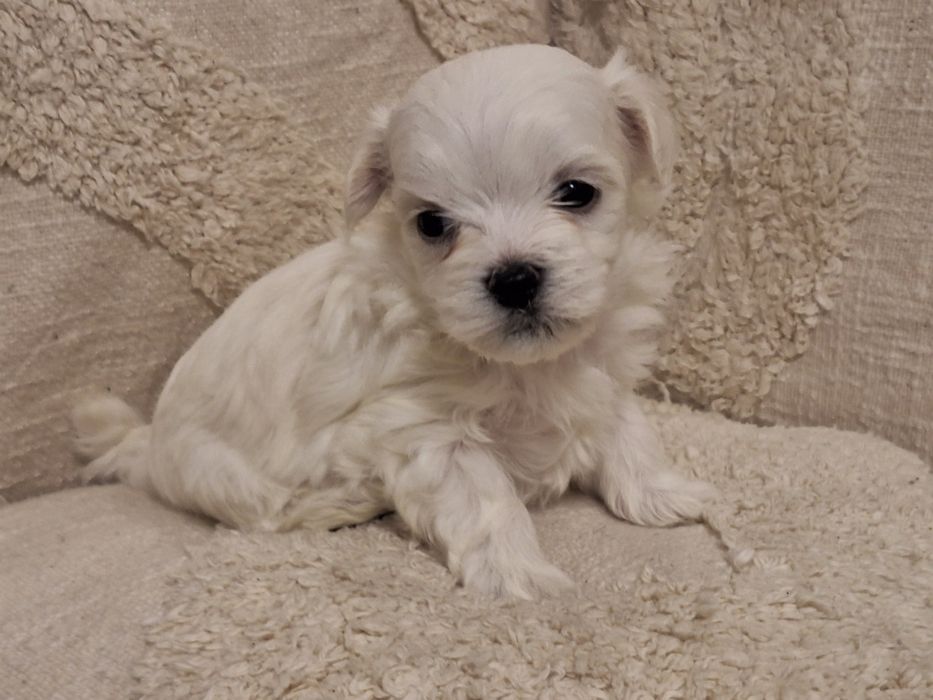 ***REZERWACJA*** Szczeniak Maltańczyk urodzony 14.01.2026