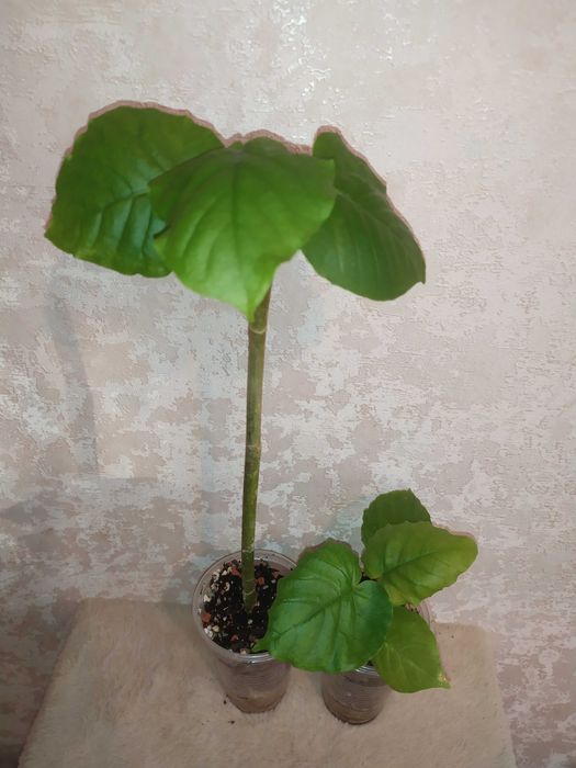 Фікус зонтичний (Ficus umbellata)