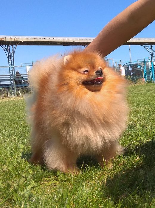 Вязка Померанский шпиц КСУ/FCI (отец импорт Англия kennel Chriscendo )