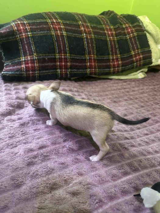 Przepiekna Suczka XXS Chihuahua