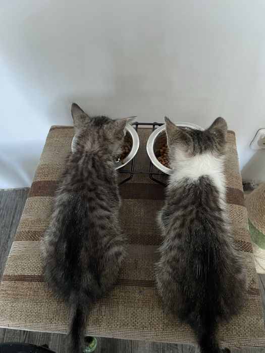 Котики, хлопчик та дівчинка
