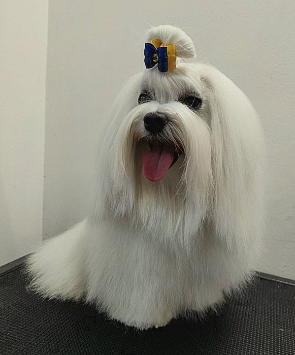 Мальчик мальтезе КСУ, готов к вязке.