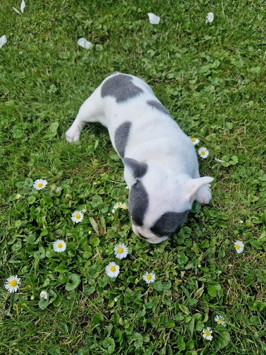 Buldog Francuski Suczka