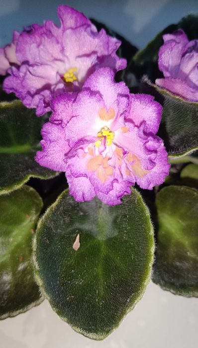 Продам рожеві фіалки