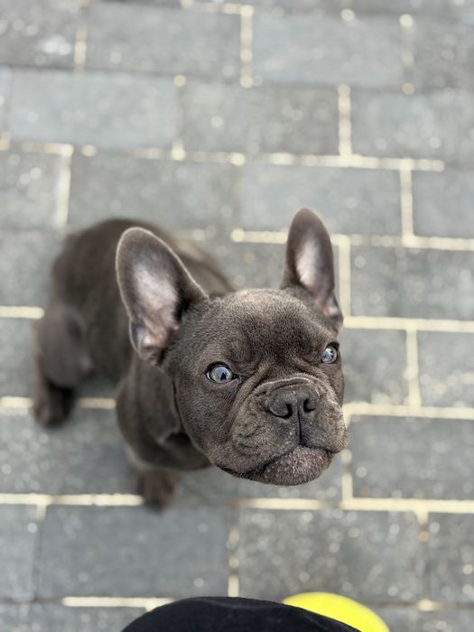 Продам французського бульдога