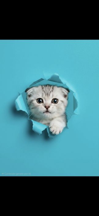 Scottish fold macho