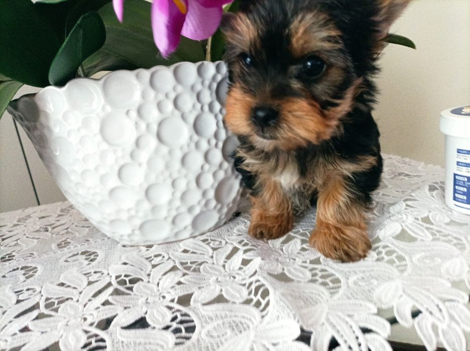 Yorkshire terrier