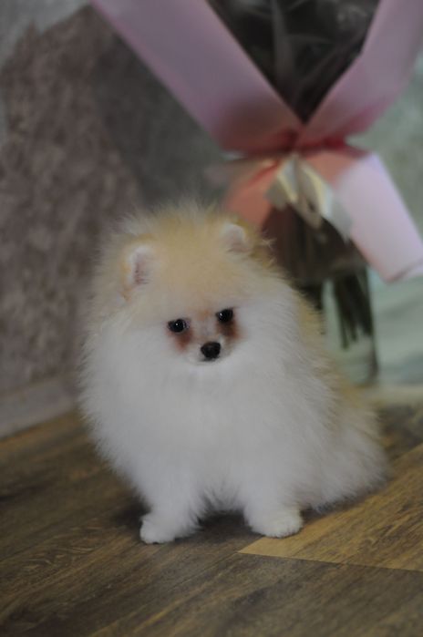 Крутезні ТОП ведмежата