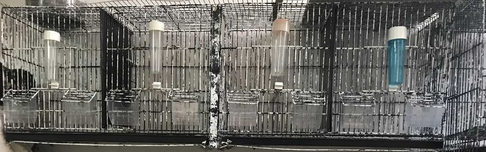 2 Gaiolas para criação de canários