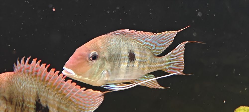Ziemiojady geophagus Red head tapajos 3 sz