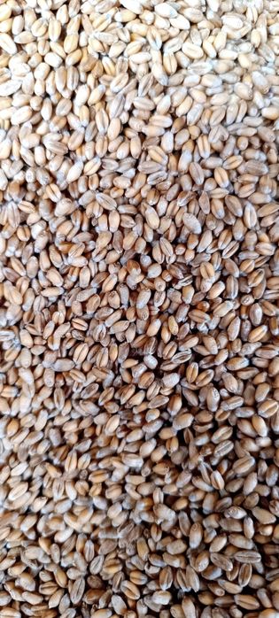 Pszenica ozima Euforia po Petkusie