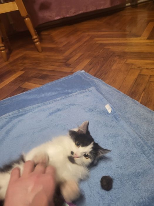 безкоштовно кошеня 2 місяці