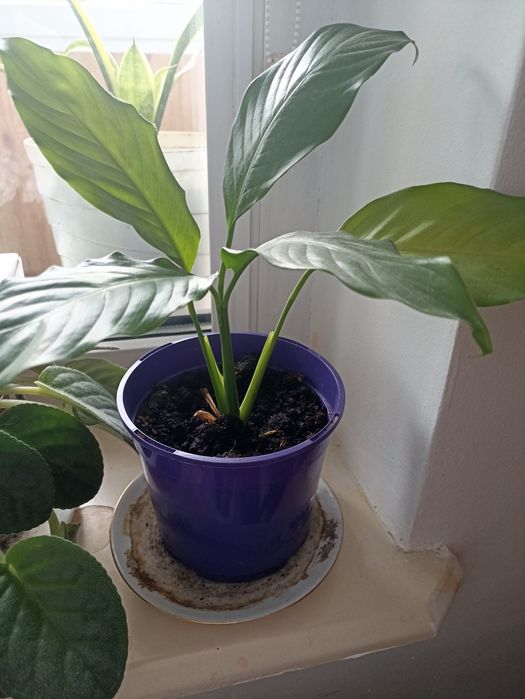 Kwiat doniczkowy Skrzydlokwiat